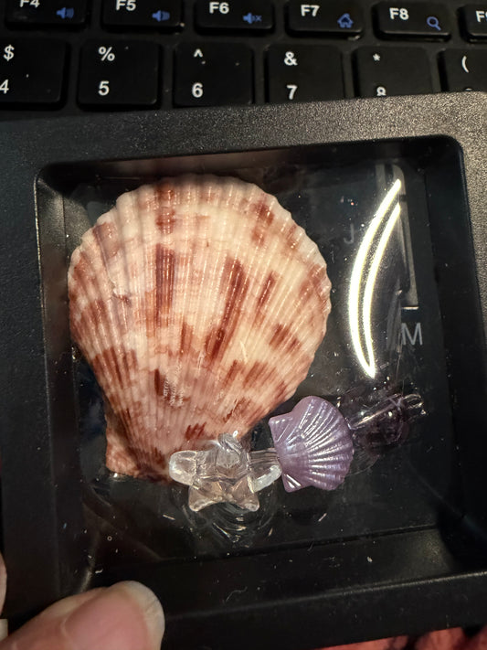 Seashell spine dangle